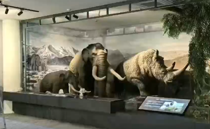 XXX博物馆文旅项目